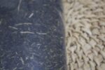 Authentic organic green tea from Sreemangal Bangladesh dry leaves texture